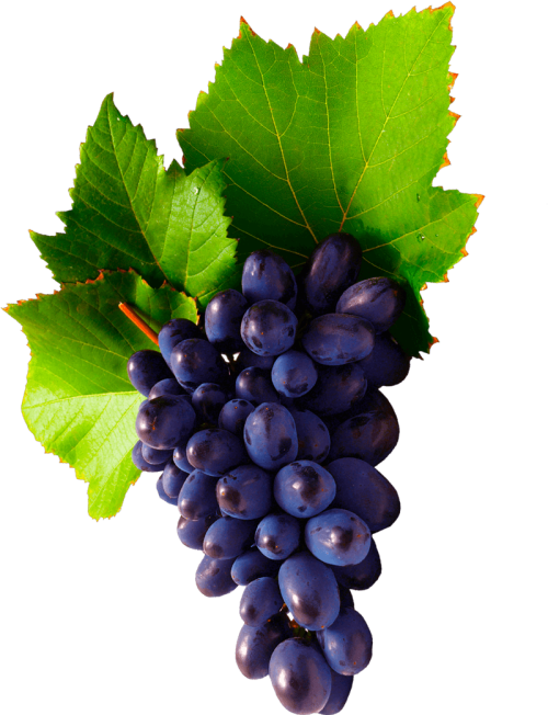 grapes.png